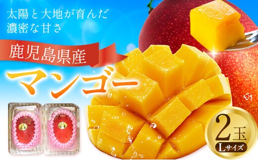 鹿児島県産 マンゴー パック入り 2玉 Lサイズ 計約630g よしたか農園《5月上旬‐5月下旬頃出荷》鹿児島県 さつま町 マンゴー 果物 フルーツ 送料無料---stm-yos-1-2p---