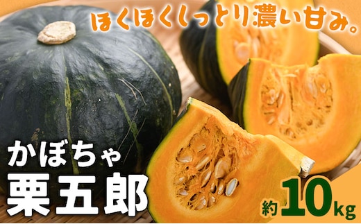 かぼちゃ 栗五郎 約10kg 小山農園《6月中旬-7月中旬頃出荷》鹿児島県 さつま町 かぼちゃ 栗五郎 野菜 煮物 料理 天ぷら お菓子作り 離乳食 鹿児島県産 10キロ 送料無料 旬---stm-oym-1-10kg---