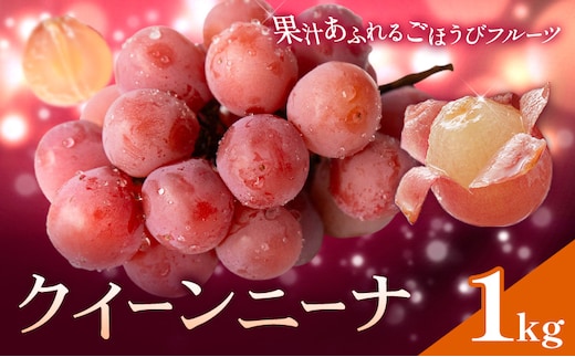 ぶどう ブドウ クイーンニーナ 1kg 《8月下旬-10月上旬頃出荷》 大藏果樹園 フルーツ おやつ 甘い 果物 くだもの 鹿児島県 さつま町---stm-okr-6-1kg---