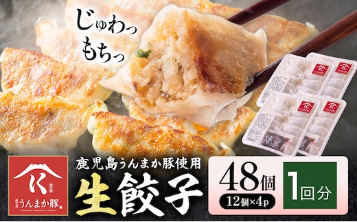 鹿児島 うんまか豚 生餃子 48個 株式会社 寺師《60日以内に出荷予定(土日祝除く)》鹿児島県 さつま町 餃子 ギョウザ 焼き餃子 水餃子---stm-trs-4-48k---