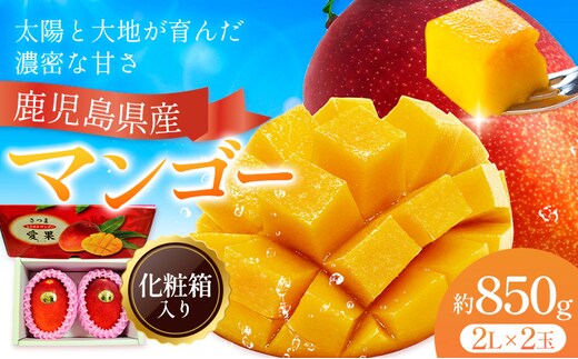 鹿児島県産 マンゴー 化粧箱入り 2玉 2L よしたか農園《5月上旬‐5月下旬頃出荷》鹿児島県 さつま町 マンゴー 果物 フルーツ 送料無料---stm-yos-4-2p---