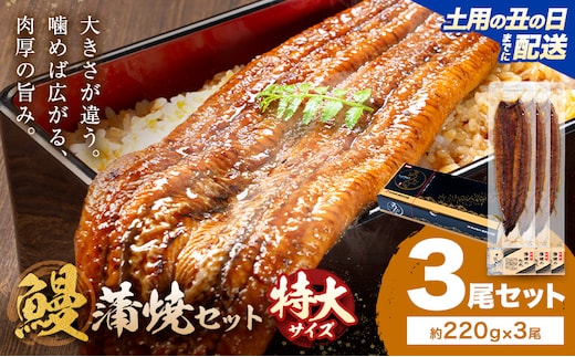 【土用の丑の日】＼特大サイズ／ 鹿児島県産 鰻蒲焼真空セット！3尾 タレ・山椒付！ 株式会社薩摩川内鰻 《7月中旬-7月下旬頃出荷》 鹿児島県 さつま町 送料無料 ウナギ 丑の日 うなぎ 刻み グルメ 特大 鰻 蒲焼 真空---stm-ung-25-do3to---