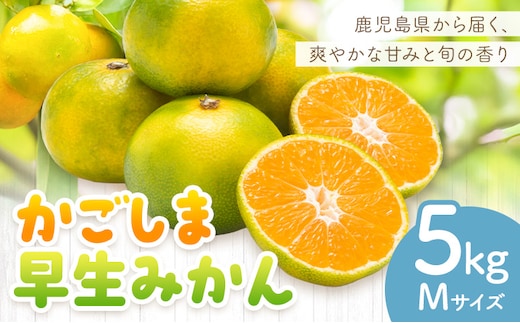 かごしま早生みかん M 5kg 田野農園《10月中旬-1月中旬頃出荷》鹿児島県 さつま町 早生 みかん 蜜柑 柑橘 果物 くだもの フルーツ ジューシー 送料無料---stm-tnn-30-5kg---