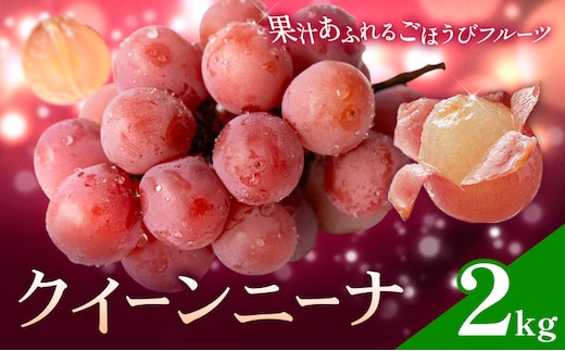 ぶどう ブドウ クイーンニーナ 2kg 《8月下旬-9月中旬頃出荷》 大藏果樹園 フルーツ おやつ 甘い 果物 くだもの 鹿児島県 さつま町---stm-okr-2-2kg---