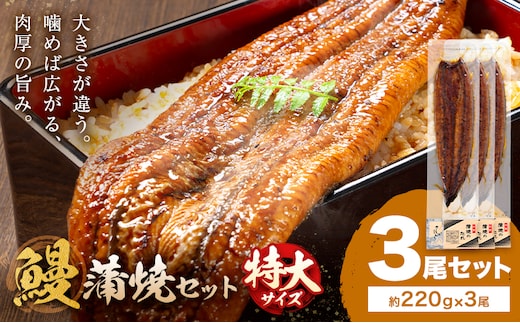 ＼特大サイズ／ 鹿児島県産 鰻蒲焼真空セット！ 3尾 タレ・山椒付！ 株式会社薩摩川内鰻《30日以内に出荷予定(土日祝除く)》鹿児島県 さつま町 ウナギ 丑の日 うなぎ 刻み グルメ 特大 鰻 蒲焼 真空---stm-ung-12-660g---