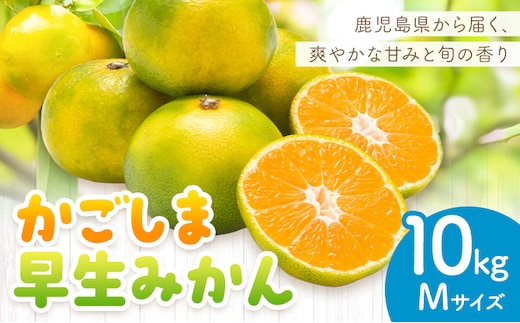 かごしま早生みかん M 10kg 田野農園《10月中旬-1月中旬頃出荷》鹿児島県 さつま町 早生 みかん 蜜柑 柑橘 果物 くだもの フルーツ ジューシー 送料無料---stm-tnn-31-10kg---
