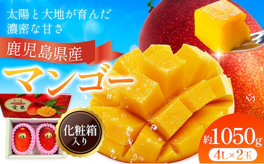鹿児島県産 マンゴー 化粧箱入り 2玉 4L よしたか農園《5月上旬‐5月下旬頃出荷》鹿児島県 さつま町 マンゴー 果物 フルーツ 送料無料---stm-yos-5-2p---