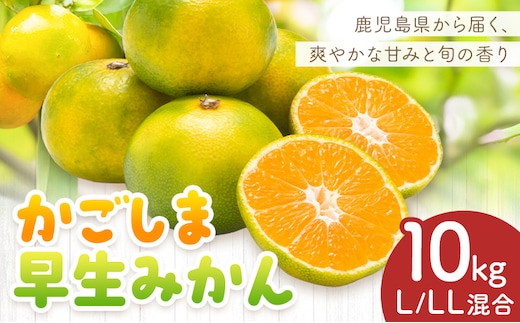 かごしま早生みかん L LL サイズ混合 10kg 田野農園《10月中旬-1月中旬頃出荷》鹿児島県 さつま町 早生 みかん 蜜柑 柑橘 果物 くだもの フルーツ ジューシー 送料無料---stm-tnn-33-10kg---