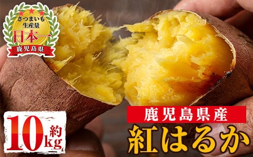 s088 《期間限定》鹿児島県産紅はるか生芋(10kg) 鹿児島 お芋 生芋 べにはるか 紅はるか さつまいも サツマイモ 薩摩芋 焼き芋 おかず スイーツ 【弐番屋】