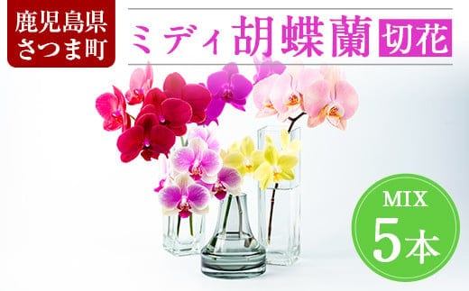 s098 ＜予約受付中！2026年2月より順次発送＞ミディ胡蝶蘭切花(MIX5本セット) 胡蝶蘭 蘭 コチョウラン 植物 花 フラワー MIX ミックス インテリア 観賞用 ギフト 贈答 贈り物 プレゼント 【日野洋蘭園】