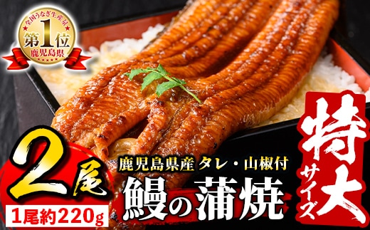 s729 ＼特大サイズ／ 鹿児島県産 鰻蒲焼真空セット！(計約440g・約220g×2尾) タレ・山椒付！ 鹿児島 九州産 国産 うなぎ ウナギ 鰻 土用の丑の日 蒲焼き うな重 ひつまぶし 冷凍 【薩摩川内鰻】