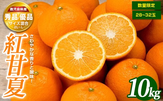 【ふるさと納税】＜期間・数量限定＞紅甘夏(10kg)国産 鹿児島県産 長島町 フルーツ 柑橘 みかん 紅甘夏 柑橘【鹿児島いずみ農業協同組合】ja-7106
