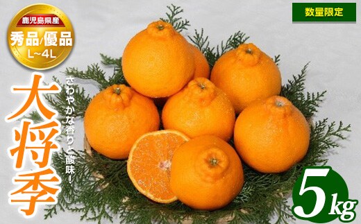 ＜期間・数量限定＞大将季(5kg)国産 鹿児島県産 長島町 フルーツ 柑橘 みかん 大将季 柑橘【鹿児島いずみ農業協同組合】ja-7105