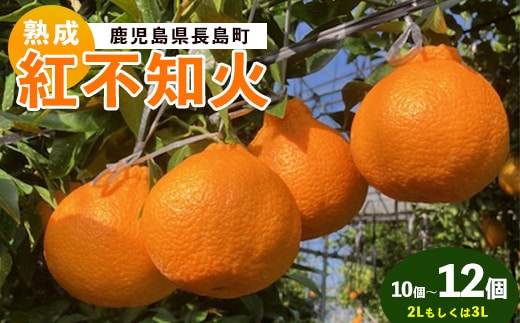 長島町産 紅不知火 2～3L【株式会社羽根】hane-1560