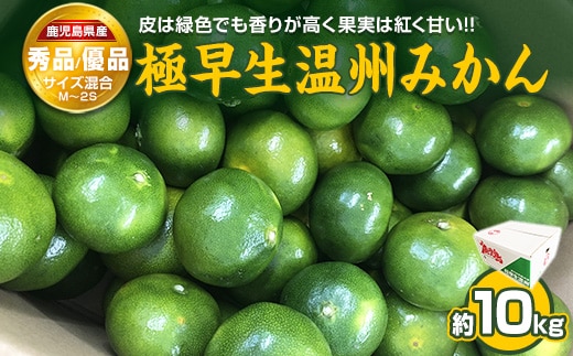 ＼9月30日まで！数量限定／ 極早生温州みかん 10kg 秀品・優品 M～2Sサイズ 香りが高く果実は紅く甘い 国産 鹿児島県産 長島町 フルーツ 柑橘 みかん 温州 柑橘【鹿児島いずみ農業協同組合】ja-1367R8