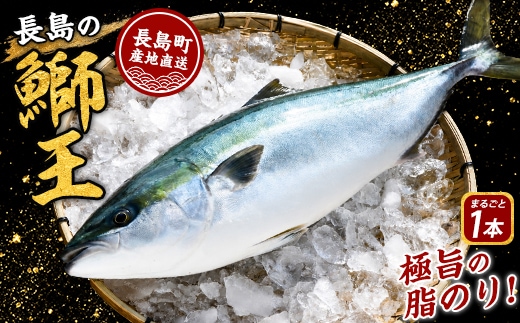 【10月以降順次発送】テレビで紹介ぶりの王様「 鰤王 」 まるごと 1本 ラウンド 先行予約 産地直送 長島町 特産品 ブランド 鰤 冷蔵 ふるさと納税 ぶり 刺身 ぶりしゃぶ ぶり大根 海鮮丼【JFA】jfa-7115