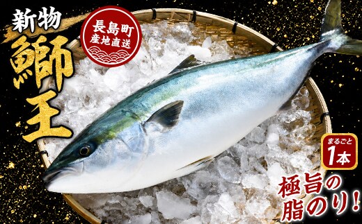 【14日前後で発送中】 テレビで紹介ぶりの王様 新物「 鰤王 」 まるごと 1本 （約3.0kg～） ラウンド 先行予約 産地直送 長島町 特産品 ブランド 鰤 冷蔵 ふるさと納税 ぶり 刺身 ぶりしゃぶ ぶり大根 海鮮丼【JFA】jfa-7114R8