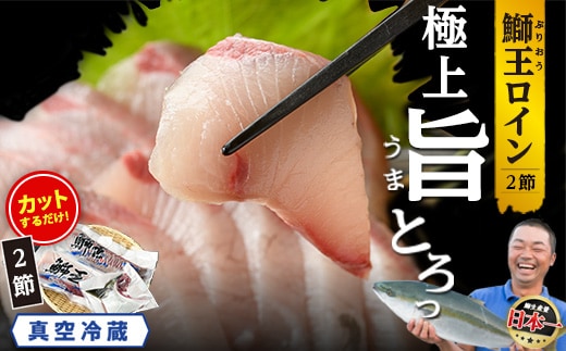【切って盛るだけ】『旅サラダ』で紹介 ぶりの王様「 鰤王 」 ロイン 2節 (約1kg) 半身 産地直送 新鮮 旨味が抜群の 長島町 特産品 ブランド ぶり 鰤 ブリ 切り身 真空 冷蔵 刺身 ぶりしゃぶ しゃぶしゃぶ 魚 魚介 人気 ランキング 【JFA】jfa-7132