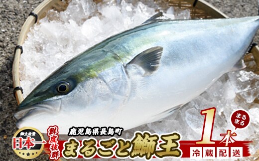 テレビで紹介ぶりの王様「 鰤王 」 まるごと 1本 （約3.8kg～） ラウンド 先行予約 産地直送 長島町 特産品 ブランド 鰤 冷蔵 ふるさと納税 ぶり 刺身 ぶりしゃぶ ぶり大根 海鮮丼【JFA】jfa-7115