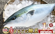 テレビで紹介ぶりの王様「 鰤王 」 まるごと 1本 （約3.8kg～） ラウンド 先行予約 産地直送 長島町 特産品 ブランド 鰤 冷蔵 ふるさと納税 ぶり 刺身 ぶりしゃぶ ぶり大根 海鮮丼【JFA】jfa-7115