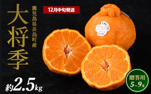 長島町産 大将季（ハウス） 贈答用 (約2.5kg) 12月中旬発送 【長島柑橘直販合同会社】kanchoku-7158