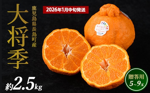 長島町産 大将季（ハウス） 贈答用 (約2.5kg) 1月中旬発送 【長島柑橘直販合同会社】kanchoku-7159