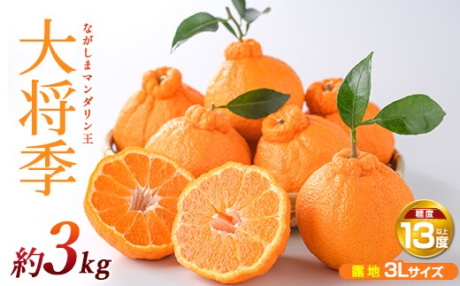 ながしまマンダリン王【露地】(大将季) 約3kg【ながしまマンダリングループ】mandarin-7196