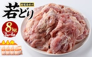 若どりモモ肉(計8kg・2kg×4袋) 鶏肉 小分け 冷凍 鶏肉 もも 鶏もも肉 【まつぼっくり】matu-7216