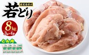 鹿児島県産 若鶏ムネ肉(計8kg・2kg×4袋)  鶏むね肉 小分け 鶏肉 むね肉 鶏肉 むね 【まつぼっくり】matu-7218a