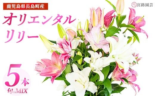 【通常出荷】オリエンタルリリー（ユリ）旬のミックス 5本 ユリ 花 ユリの花 百合 ゆり 生花 切花 切り花 【宮路園芸】miyaji-7004