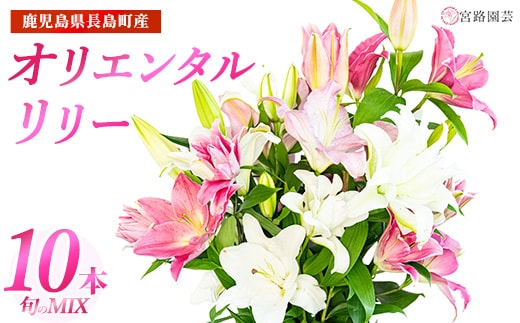 【通常出荷】オリエンタルリリー（ユリ）旬のミックス 10本 ユリ 花 ユリの花 百合 ゆり 生花 切花 切り花 【宮路園芸】miyaji-7005
