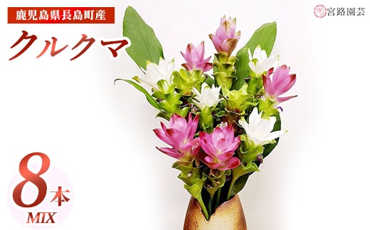 【期間限定】宮路園芸 夏を彩るクルクマ 8本ミックスセット 【宮路園芸】miyaji-1648