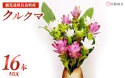 【期間限定】宮路園芸 夏を彩るクルクマ 16本ミックスセット  【宮路園芸】miyaji-1649