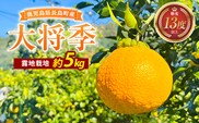 露地栽培の大将季（約５kg）国産 鹿児島県産 長島町 だいまさき フルーツ 柑橘 みかん 完熟 糖度13度【竪山果樹園】tate-1634