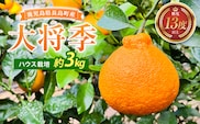 大将季（約３kg）国産 鹿児島県産 長島町 だいまさき フルーツ 柑橘 みかん 完熟 糖度13度【竪山果樹園】tate-1635