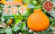 大将季（約５kg）国産 鹿児島県産 長島町 だいまさき フルーツ 柑橘 みかん 完熟 糖度13度【竪山果樹園】tate-1636