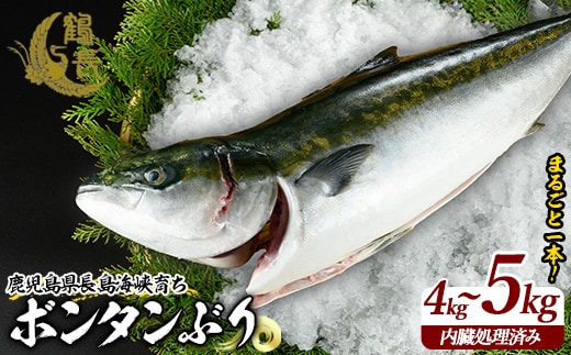 ボンタンぶりまるごと一本(内臓処理済) ぶり 柵 刺身 ブリ 切り身 鰤 1本 鮮魚 下処理済み 鮮魚 1匹 刺身 ぶりしゃぶ ぶりかま 【鶴長水産】turu-7314