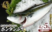 ボンタンぶりまるごと一本(内臓処理済)  ぶり 柵 刺身 ブリ 切り身 鰤 1本 鮮魚 下処理済み 鮮魚 1匹 刺身 ぶりしゃぶ ぶりかま 【鶴長水産】turu-7314