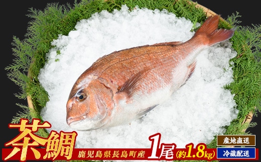 茶鯛 1尾 【ウスイ】usui-7320
