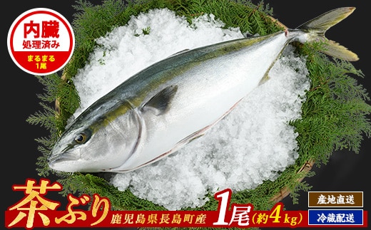 茶ぶり 1尾（内臓処理済 約4kg） セミドレス (えら・内臓除去済み) ぶり 柵 刺身 ブリ 切り身 鰤 1本 鮮魚 下処理済み 鮮魚 1匹 刺身 ぶりしゃぶ ぶりかま 【ウスイ】usui-7323