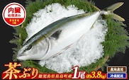 茶ぶり 1尾（内臓処理済　約3.8kg～） セミドレス (えら・内臓除去済み) ぶり 柵 刺身 ブリ 切り身 鰤 1本 鮮魚 下処理済み 鮮魚 1匹 刺身 ぶりしゃぶ ぶりかま 【ウスイ】 usui-7323R8