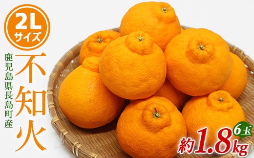 【先行予約】不知火 2Lサイズ 6玉入り約1.8kg【山上農園】yamagami-7374
