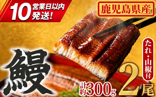 【0104347a-10E】＜10営業日以内発送＞東串良町のうなぎ蒲焼(無頭)(2尾・計約300g・タレ、山椒付) うなぎ 高級 ウナギ 鰻 国産 蒲焼 蒲焼き たれ 鹿児島 ふるさと 人気 スピード発送 スピード便 【アクアおおすみ】