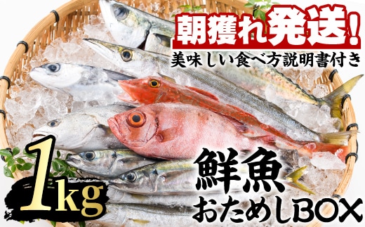 【0103213a】朝獲れ発送！鮮魚問屋が厳選した『鮮魚おためしBOX』(約1kg程度) 魚 魚介類 鮮魚 海鮮 詰め合わせ セット 刺身 天ぷら 煮つけ 塩焼き 鮮魚BOX 【江川商店】