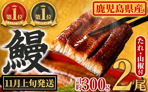 【0104347a-2611】＜11月上旬発送予定＞東串良町のうなぎ蒲焼(無頭)(2尾・計約300g・タレ、山椒付) うなぎ 高級 ウナギ 鰻 国産 蒲焼 蒲焼き たれ 鹿児島 ふるさと 人気【アクアおおすみ】