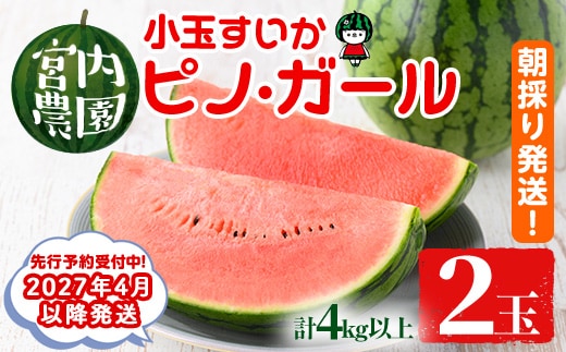 【0165005a】《2027年4月以降発送》小玉すいか・ピノ・ガール(2玉・計4kg以上) 果物 果実 フルーツ スイカ ピノガール 数量限定 期間限定 【宮内農園】