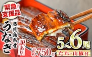 【0184359a】【緊急支援品】＜訳あり＞鰻の蒲焼き(無頭)(5～6尾・計約750g・タレ、山椒付) うなぎ ウナギ 鰻 国産 蒲焼 蒲焼き たれ 鹿児島 ふるさと 人気 支援 【アクアおおすみ】