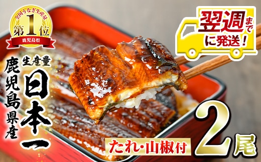 【0124326a-1W】＜翌週までに発送＞東串良町のうなぎ蒲焼(無頭)(2尾・計約300g・タレ、山椒付)うなぎ 高級 ウナギ 鰻 国産 蒲焼 蒲焼き たれ 鹿児島 ふるさと 人気【アクアおおすみ】