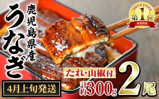 【0134332a-2604】＜4月上旬発送予定＞東串良町のうなぎ蒲焼(無頭)(2尾・計約300g・タレ、山椒付) うなぎ 高級 ウナギ 鰻 国産 蒲焼 蒲焼き たれ 鹿児島 ふるさと 人気 【アクアおおすみ】