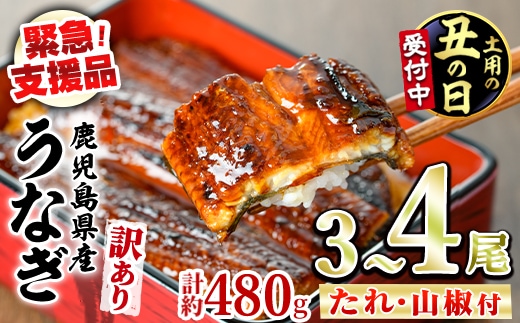 【0134350a-2607】＜土用丑の日までにお届け＞【緊急支援品】＜訳あり＞鰻の蒲焼き(無頭)(3～4尾・計約480g・タレ、山椒付) うなぎ ウナギ 鰻 国産 蒲焼 蒲焼き たれ 鹿児島 ふるさと 人気 支援 【アクアおおすみ】